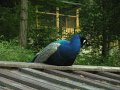 Camp 13 Sabri (237)